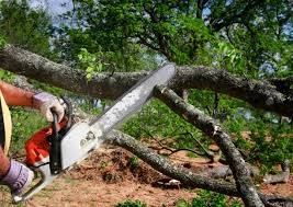 Best Tree Maintenance Programs  in Harleigh, PA