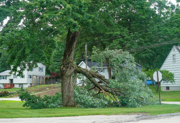 Best Arborist Consultation Services  in Harleigh, PA