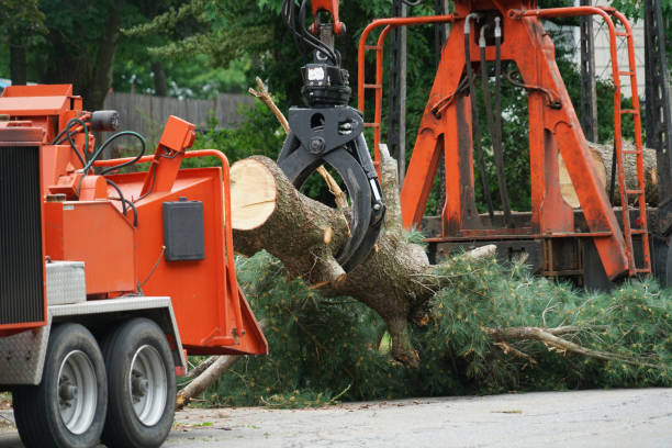 How Our Tree Care Process Works  in  Harleigh, PA